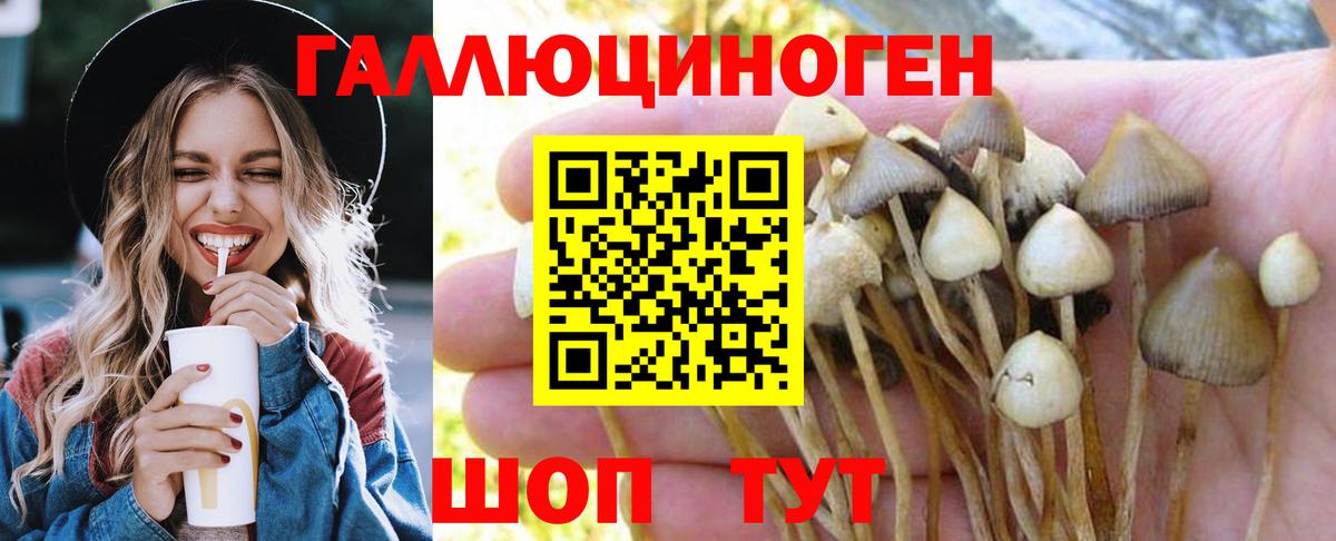 Бахчисарай  Псилоцибиновые грибы Psilocybe  что такое   Вход с VPN 